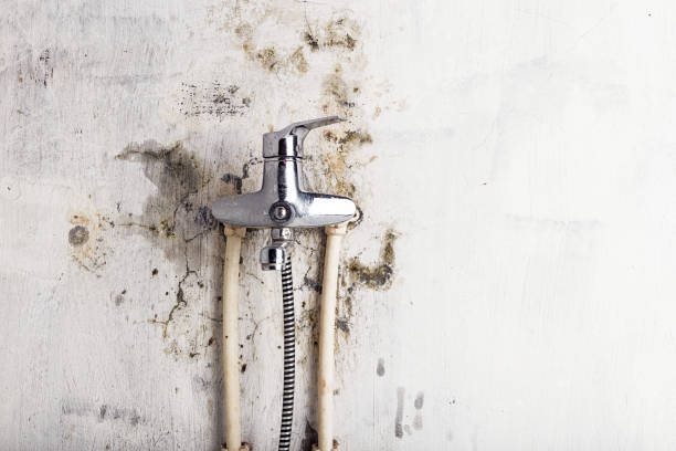 Best Kitchen Mold Remediation in Gorman, TX