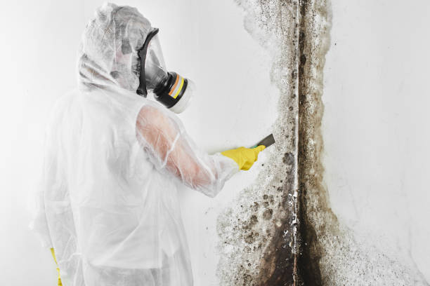 Best Black Mold Remediation in Gorman, TX