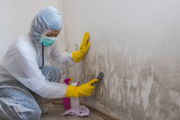Best Residential Mold Remediation in Gorman, TX