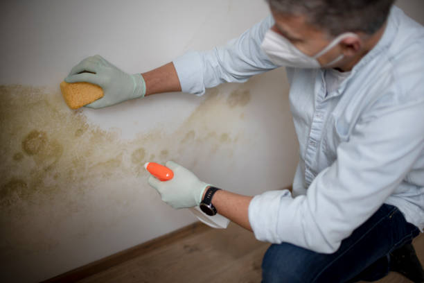 Best White Mold Remediation in Gorman, TX