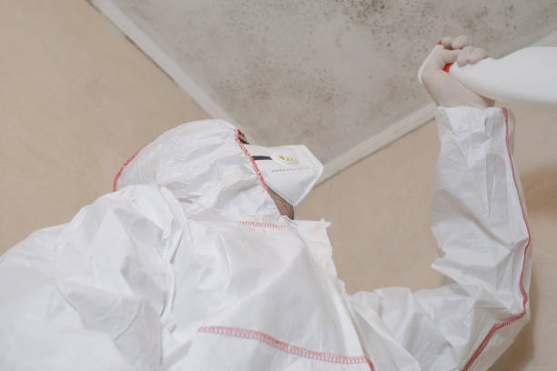 Best Basement Mold Remediation in Gorman, TX