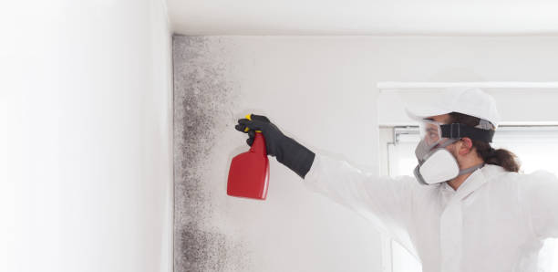 Best Mold Remediation for Schools in Gorman, TX