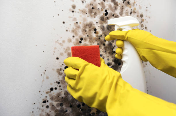 Best Crawl Space Mold Remediation in Gorman, TX