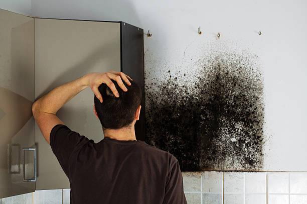Professional Mold Remediation in Gorman, TX