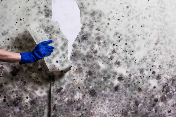 Best Attic Mold Remediation in Gorman, TX