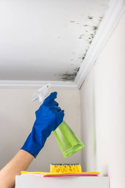 Best Post-Flood Mold Remediation in Gorman, TX