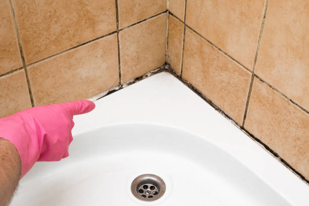 Best Localized Mold Remediation (e.g., coastal areas, humid climates) in Gorman, TX